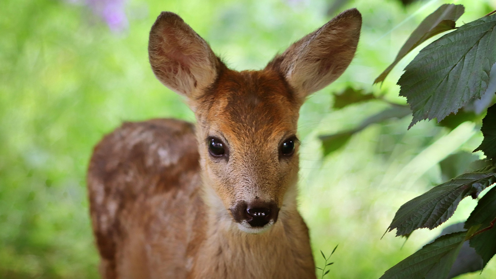 In Wangelnstedt gegründet: Neuer Verein „Rehkitzrettung ELFAS“ bündelt Engagement für den Tierschutz