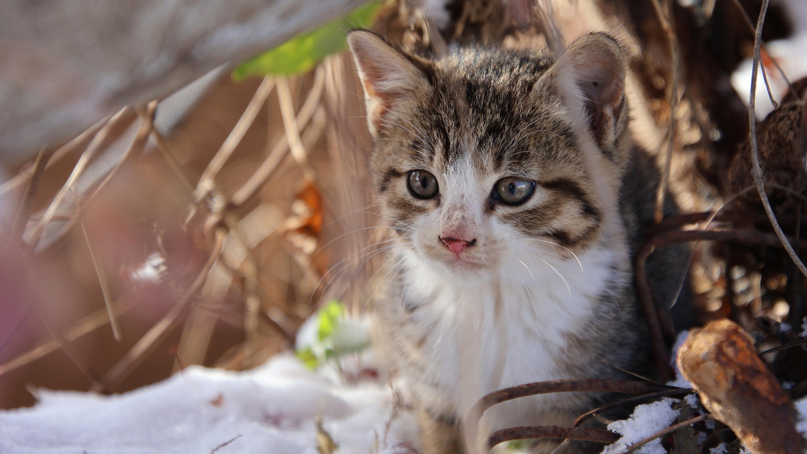 Hilfe für Tiere am Limit: Warum das Einbecker Spendenteam dauerhaft und im Winter besonders Spenden braucht