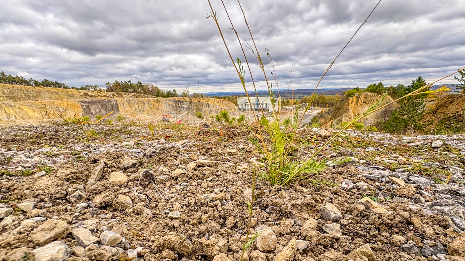 Einzigartig in Deutschland: 531 Bergsteppenfenchel-Pflanzen erhalten sichere Zukunft