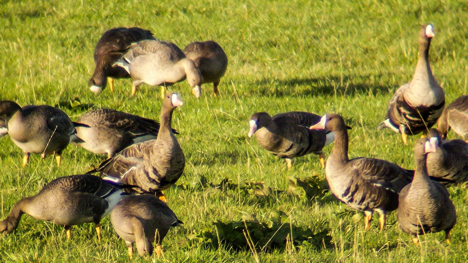Zugvögel im Leinepolder: Naturscouts führen durch das Winterquartier der Gänse