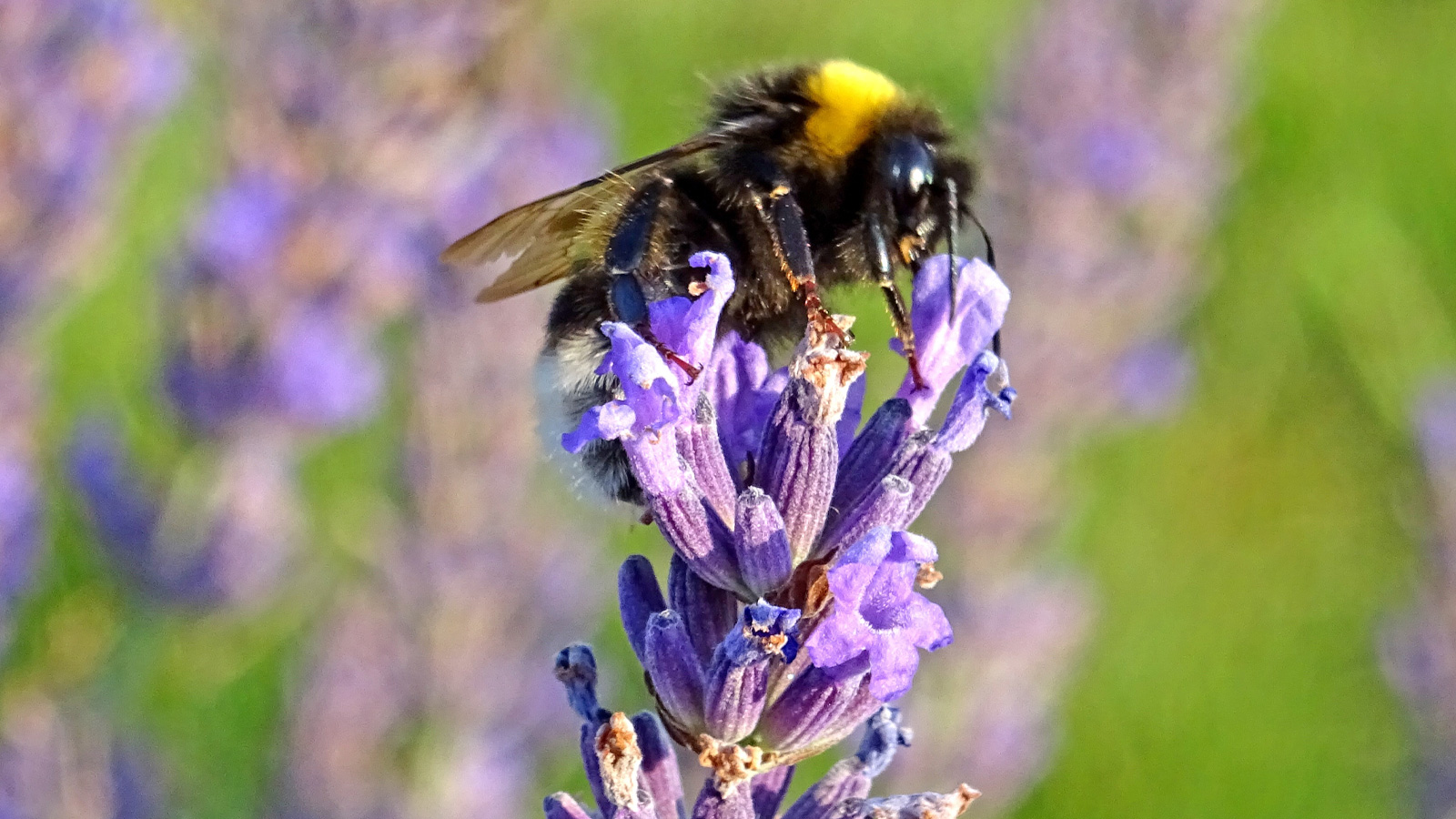 Landkreis Northeim lässt 35.000 Quadratmeter Rasen für Insekten im Mai ungemäht