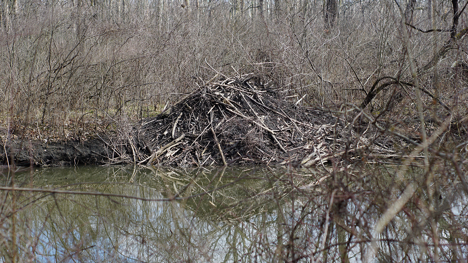 Einstimmiger Beschluss: Landkreis Northeim reagiert auf wachsende Biberpopulation