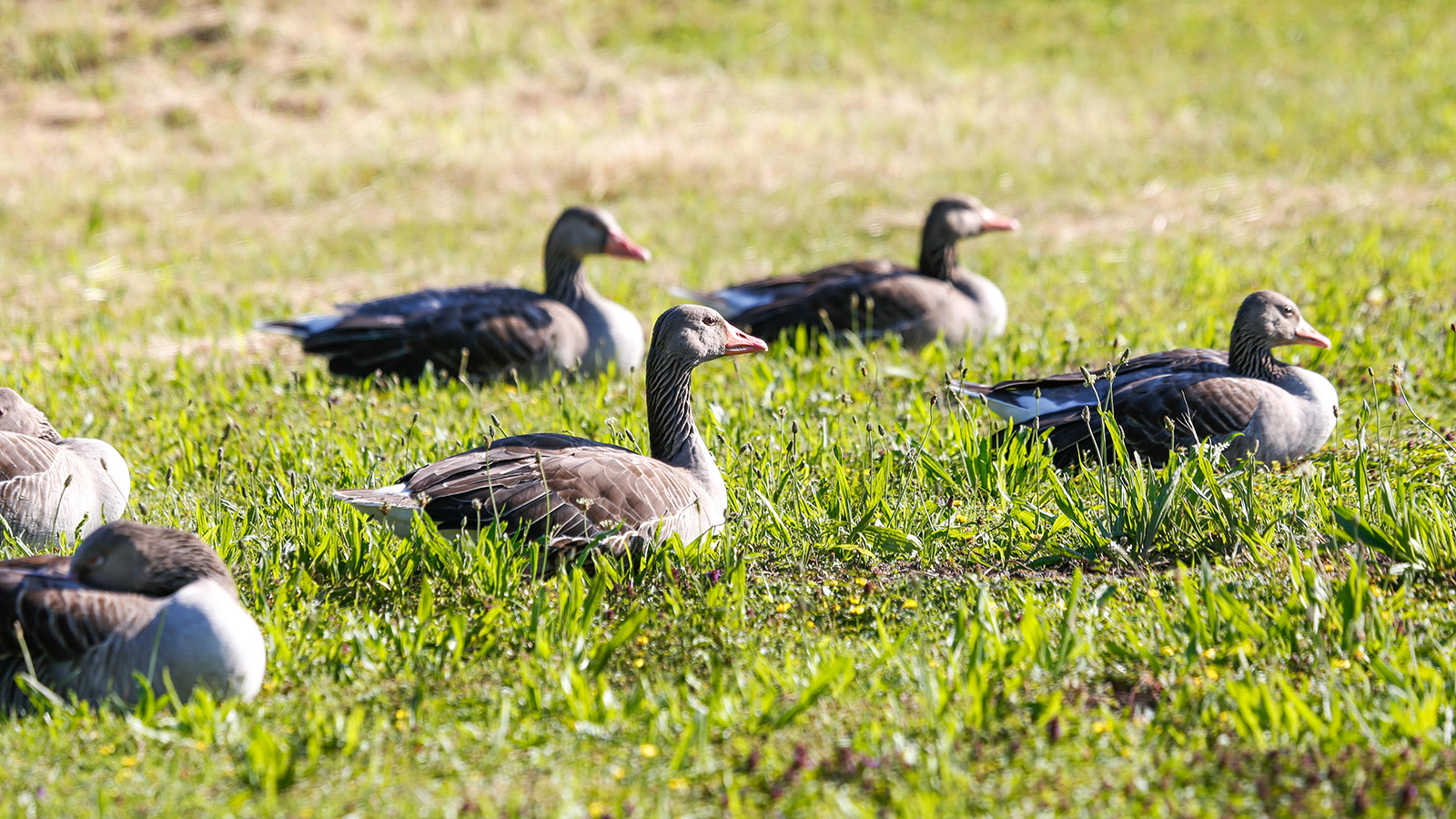 Wachsende Gänsebestände belasten Bauern: Kreistag erhöht Druck auf das Land Niedersachsen