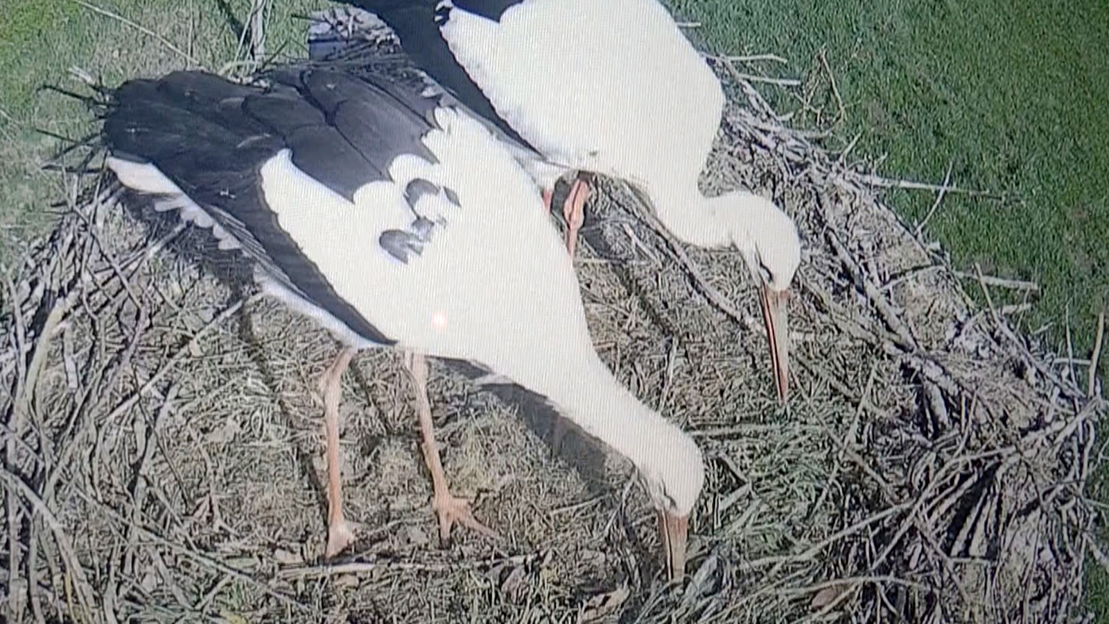 Dorfbudget im Landkreis Northeim ermöglicht Projekte wie Webcam und Treffpunkte in Höckelheim