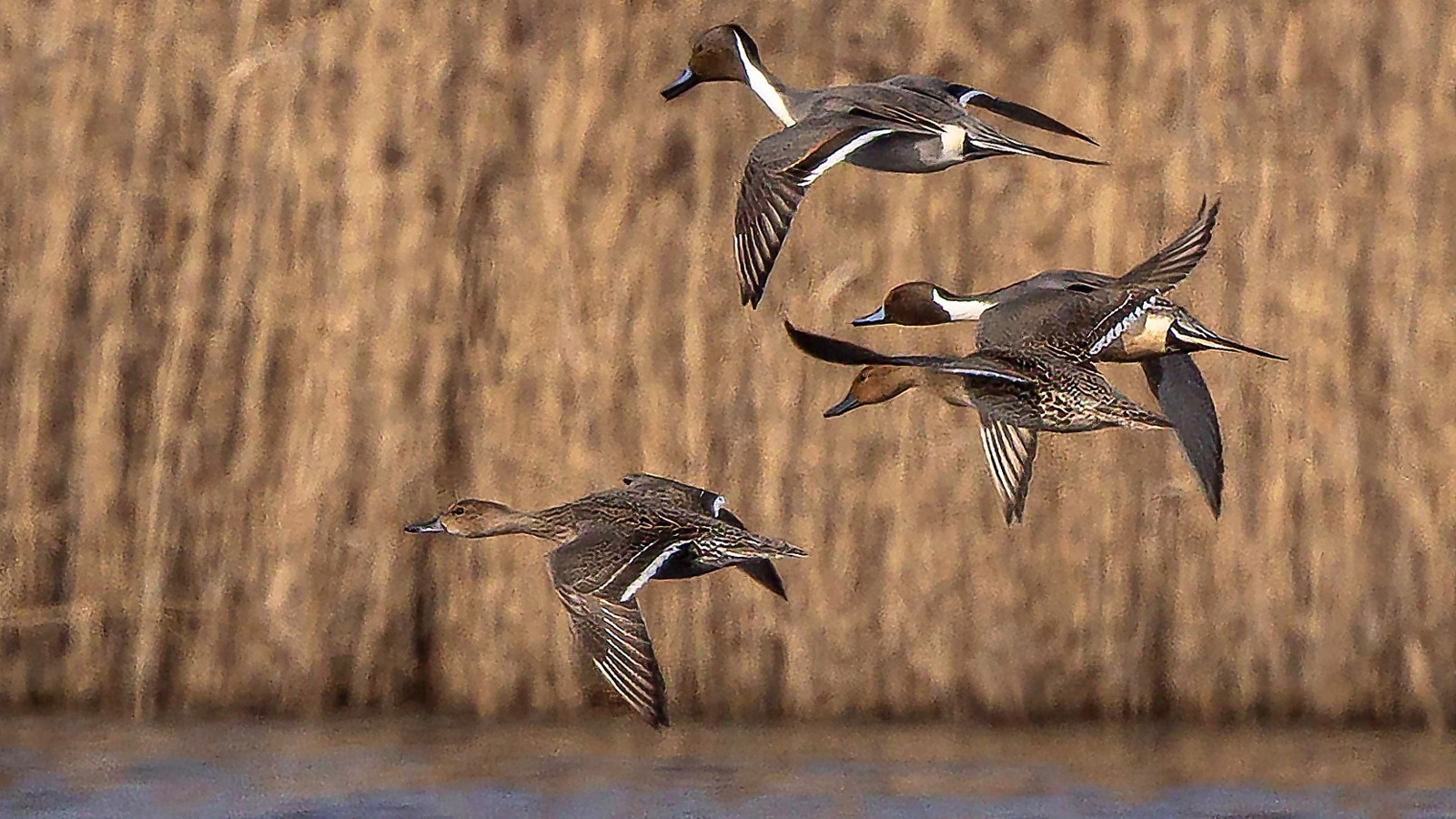 Naturscouts Leinetal informieren über Spießenten im Leinepolder und Bedeutung als Lebensraum