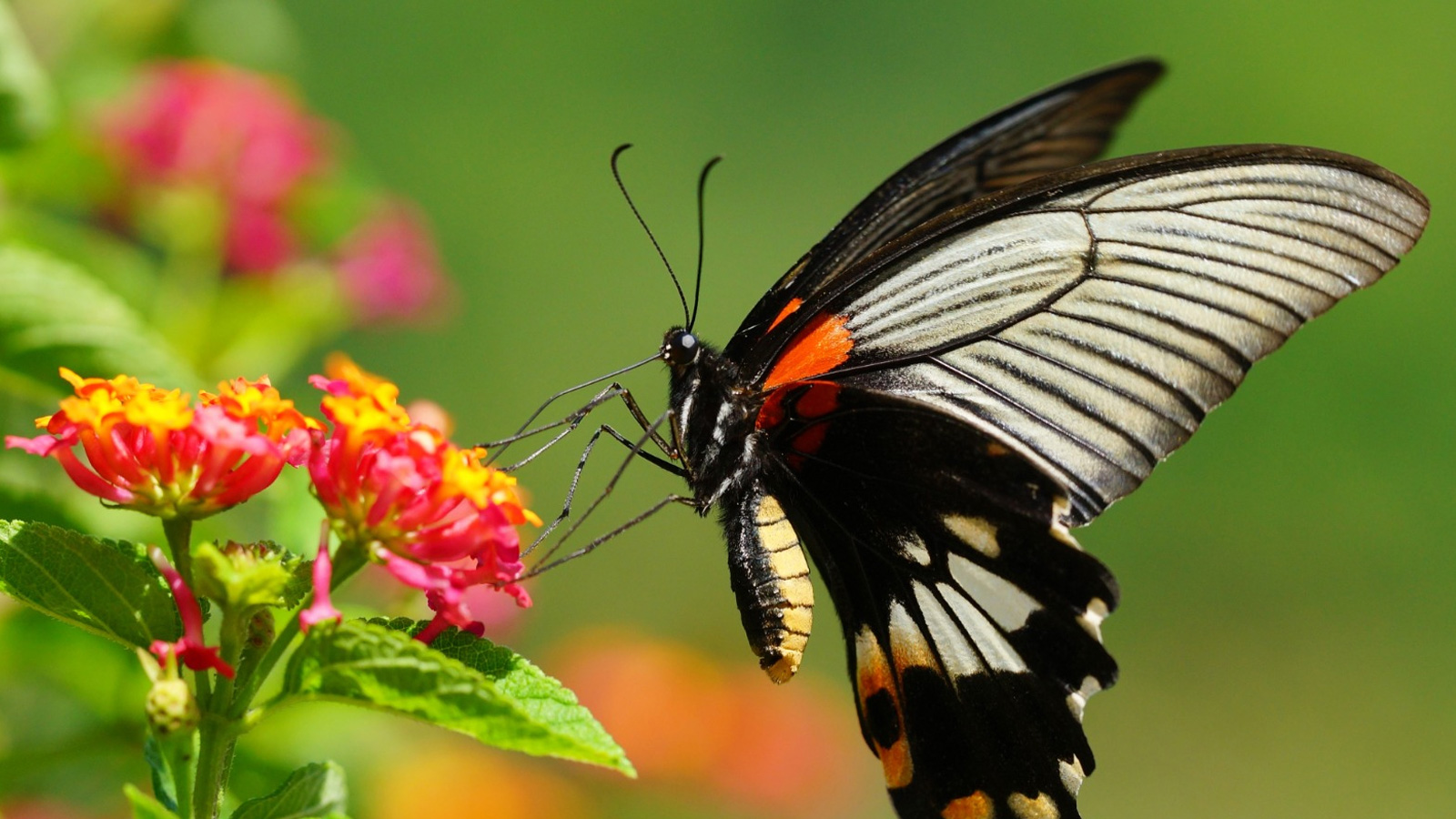 Alaris Schmetterlingspark Uslar beginnt neue Saison: Tropenhalle, Osterquiz und neue Spielattraktion