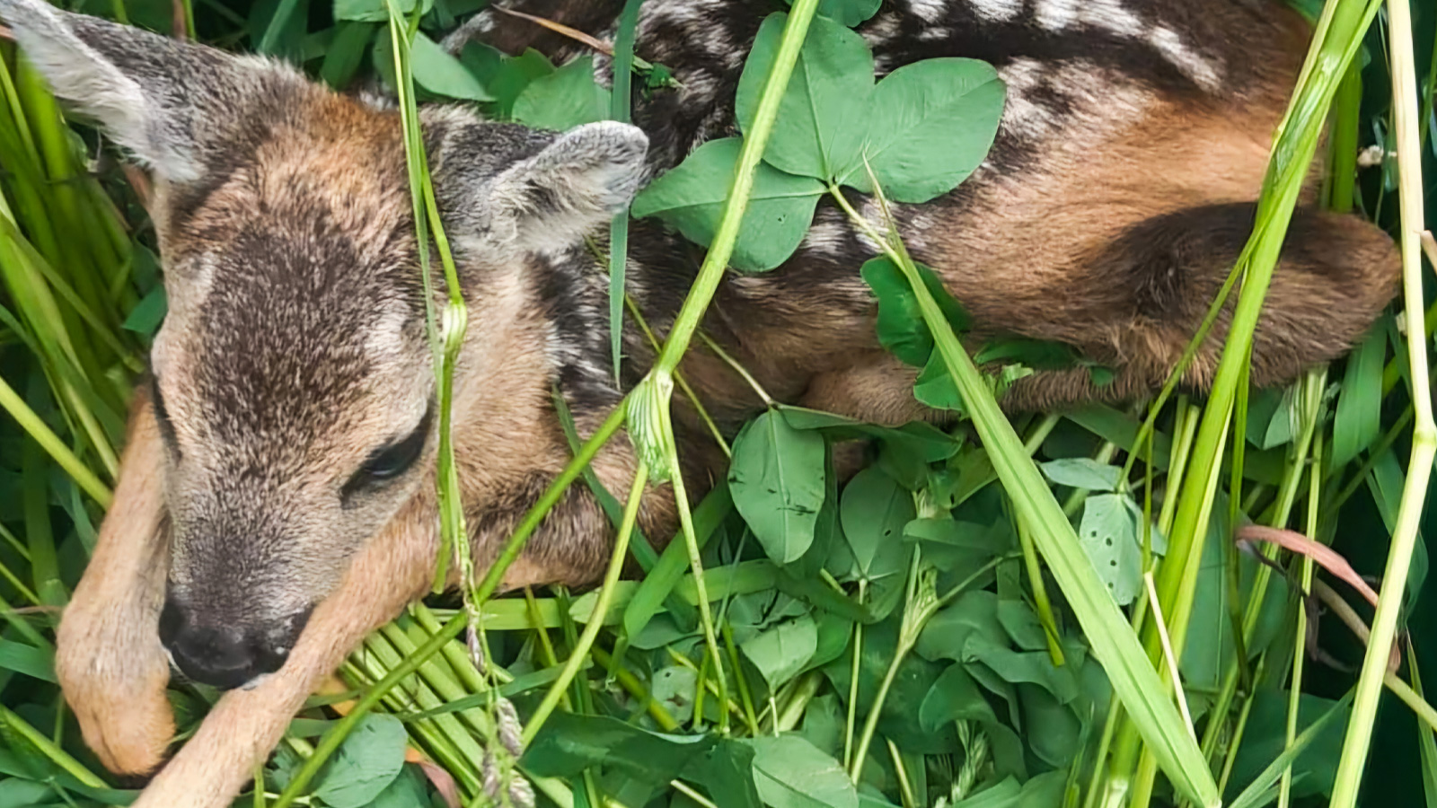 Verein „Rehkitzrettung Elfas“ benötigt weitere Drohne, um Rehkitze vor der Mahd zu schützen