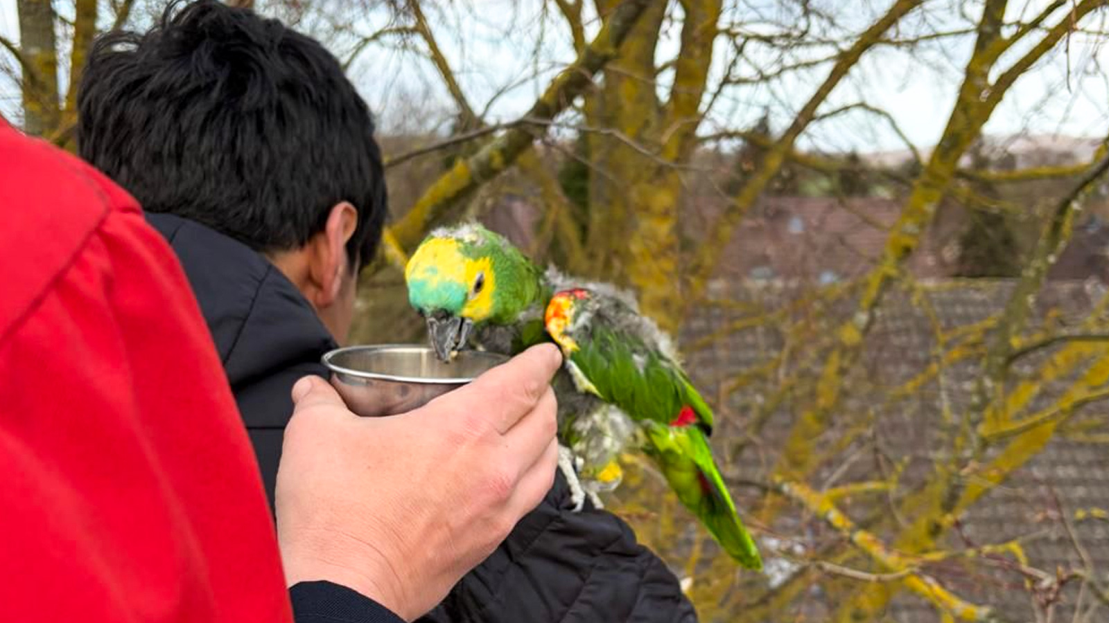 Feuerwehr Uslar im Einsatz: Papagei Rocco nach mehreren Tagen aus Baumkrone geborgen