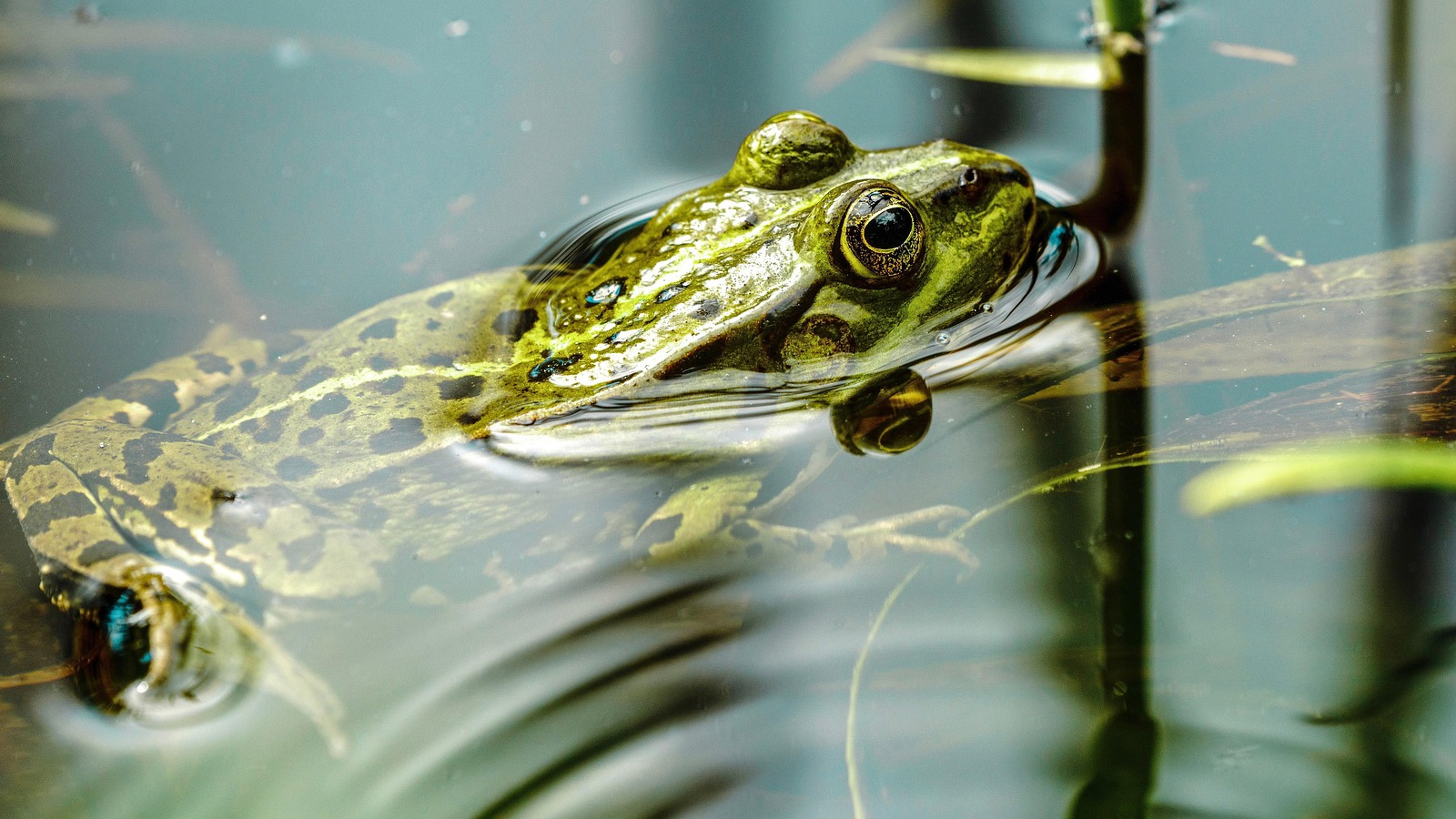 Landkreis Northeim sucht Ehrenamtliche zur Unterstützung des Amphibienschutzes im Frühjahr