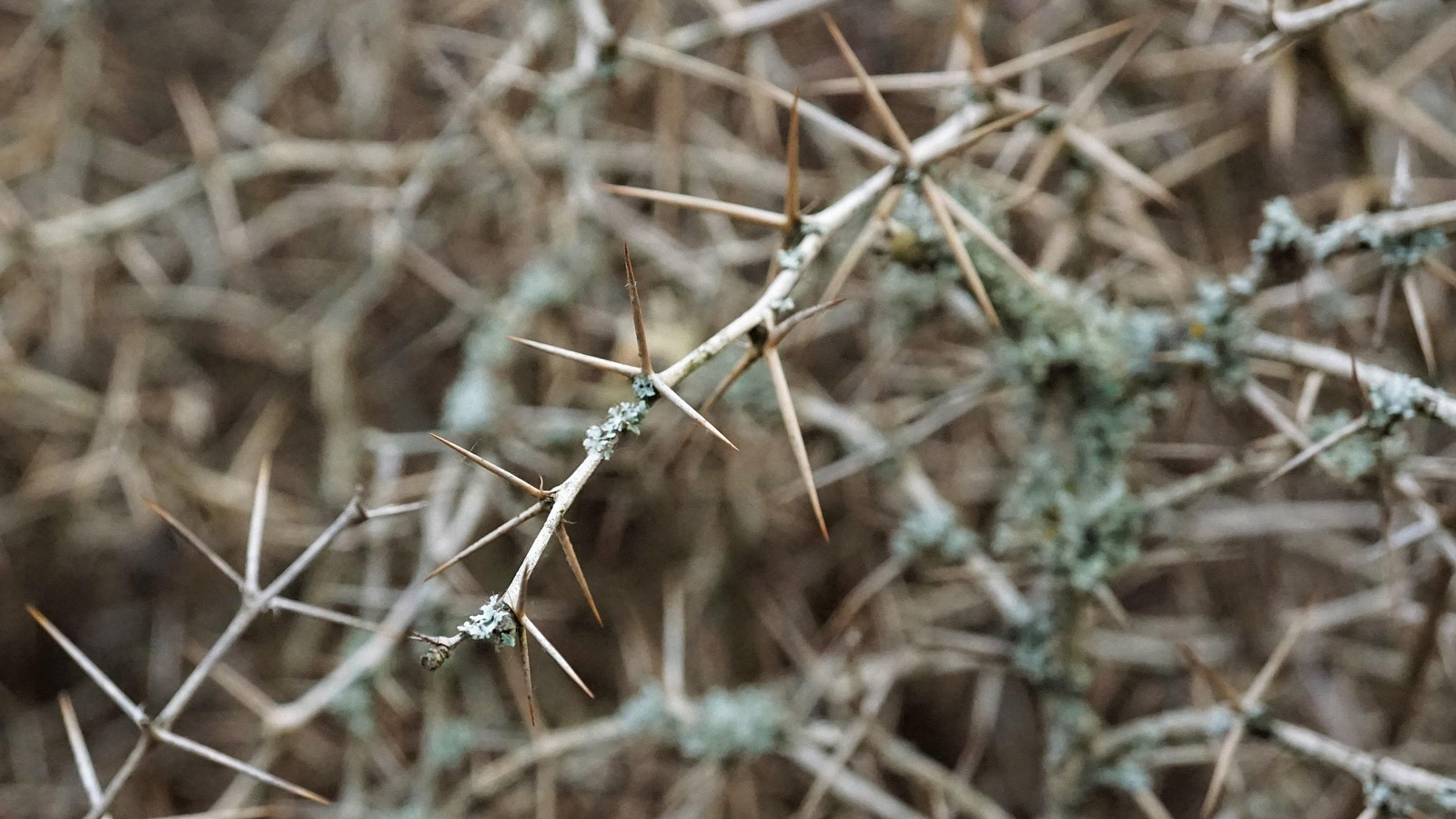 Heckenrückschnitt nur noch bis 28. Februar erlaubt – Naturschutzbehörde erinnert an Frist